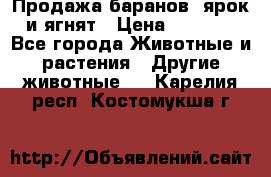 Продажа баранов, ярок и ягнят › Цена ­ 3 500 - Все города Животные и растения » Другие животные   . Карелия респ.,Костомукша г.